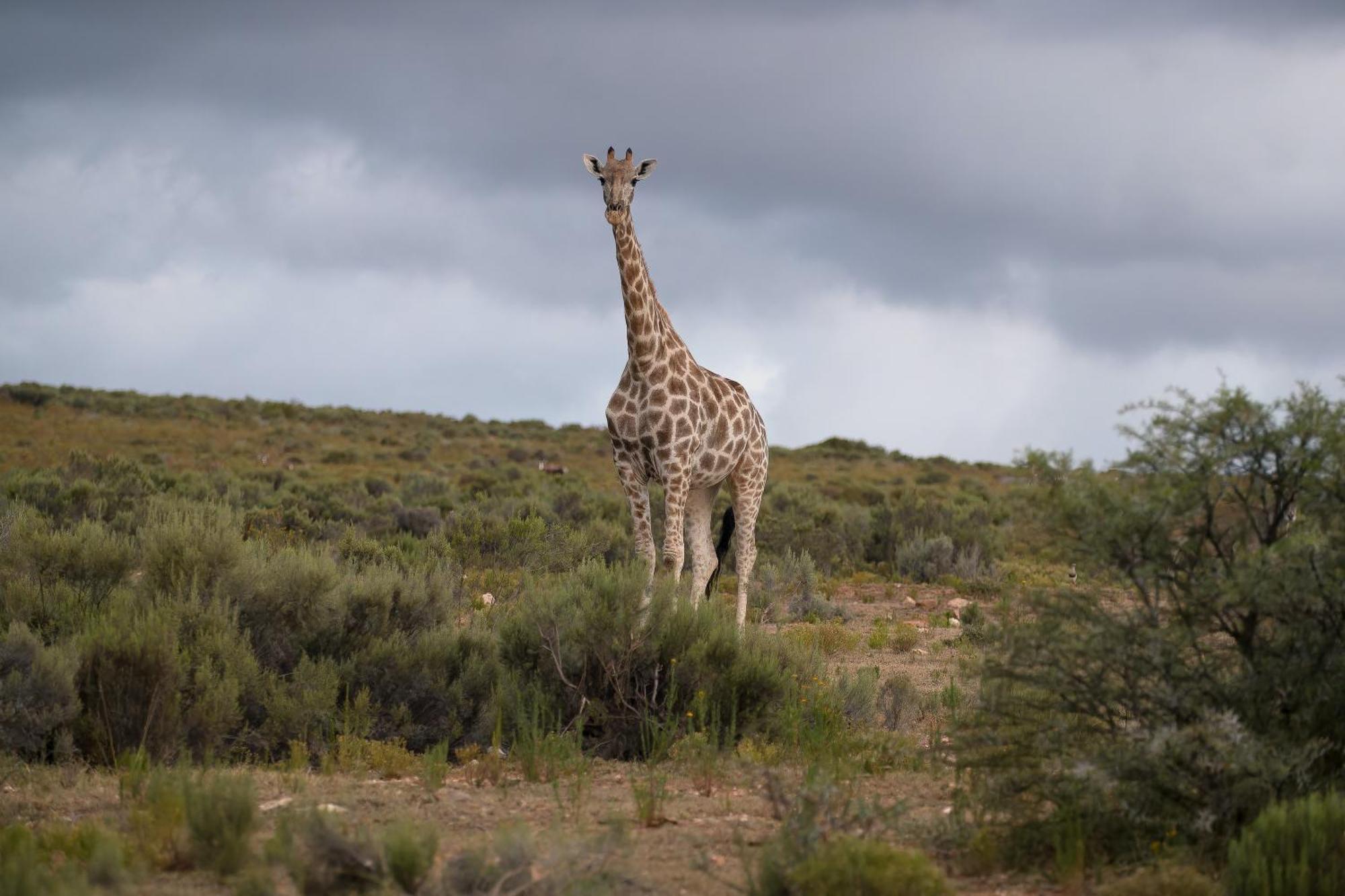 אאודטסהורן Swartberg Private Game Lodge מראה חיצוני תמונה